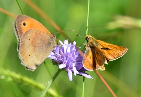 Großes Ochsenauge und Rostfarbiger Dickkopffalter